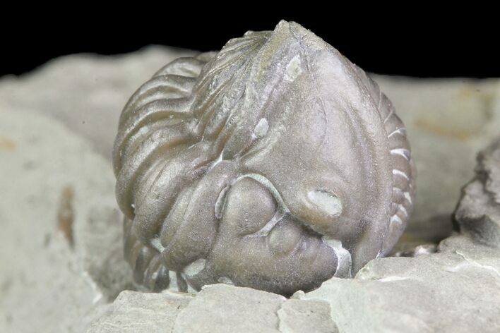Bargain, Wide, Enrolled Flexicalymene Trilobite In Shale - Ohio #72023